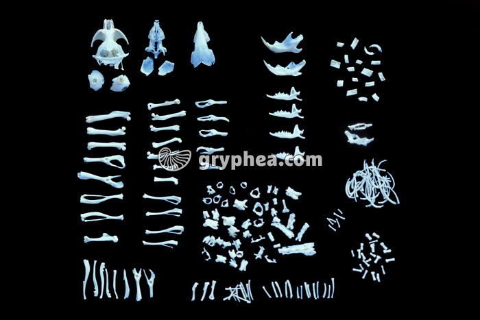 Pelote de réjection disséquée (Chouette effraie) - gryphea.com